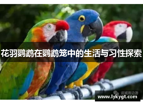 花羽鹦鹉在鹦鹉笼中的生活与习性探索